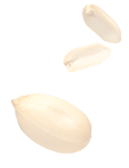 Peanut